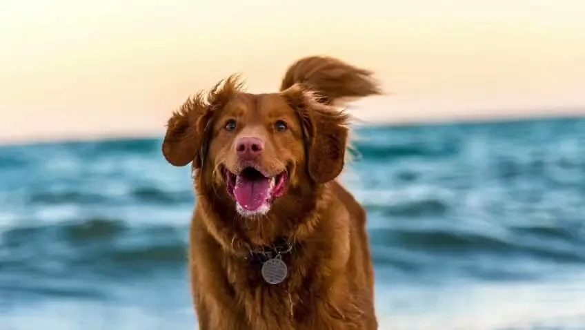 Woman hugging golden retriever at sunset