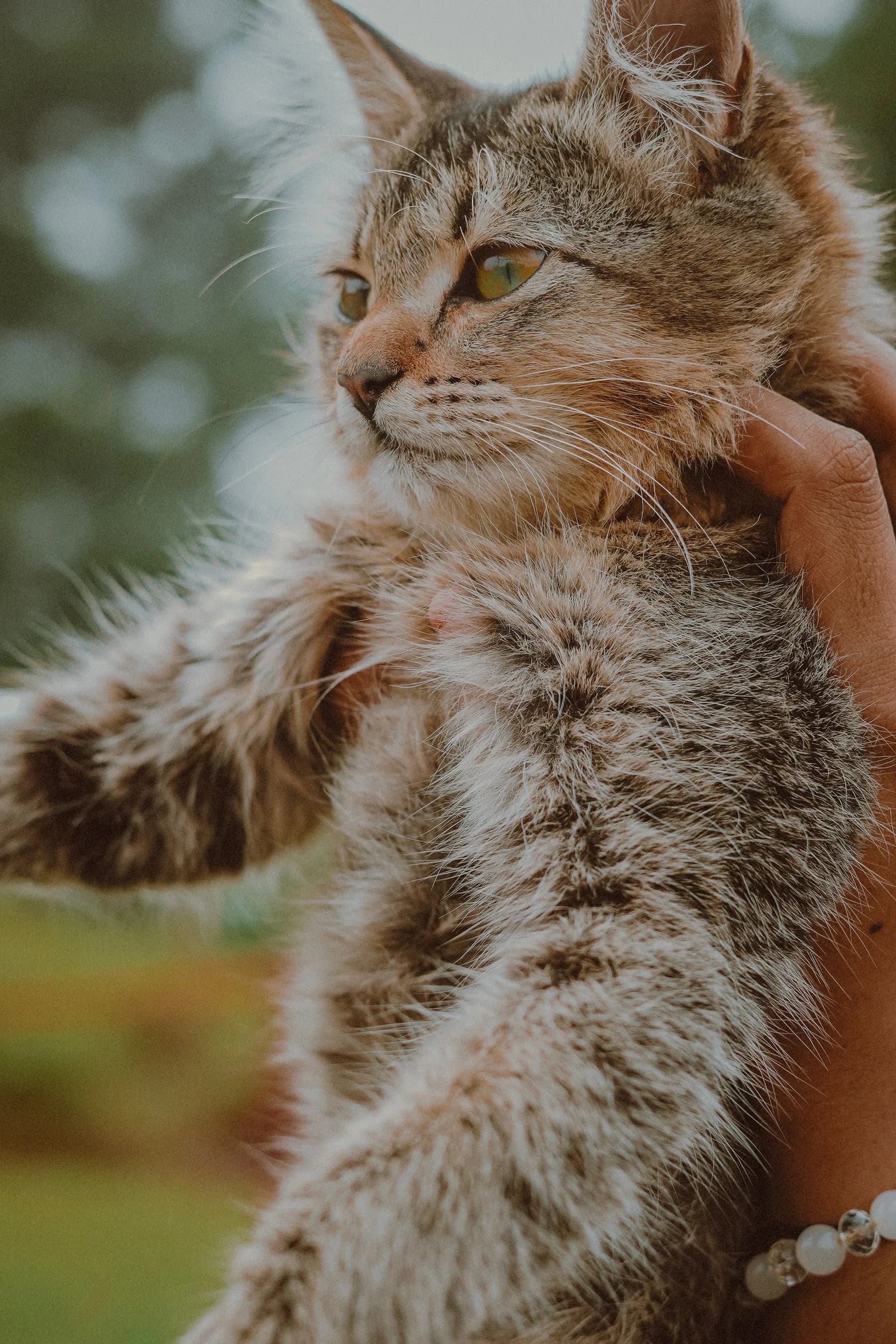 Tabby cat held outdoors against a soft natural background