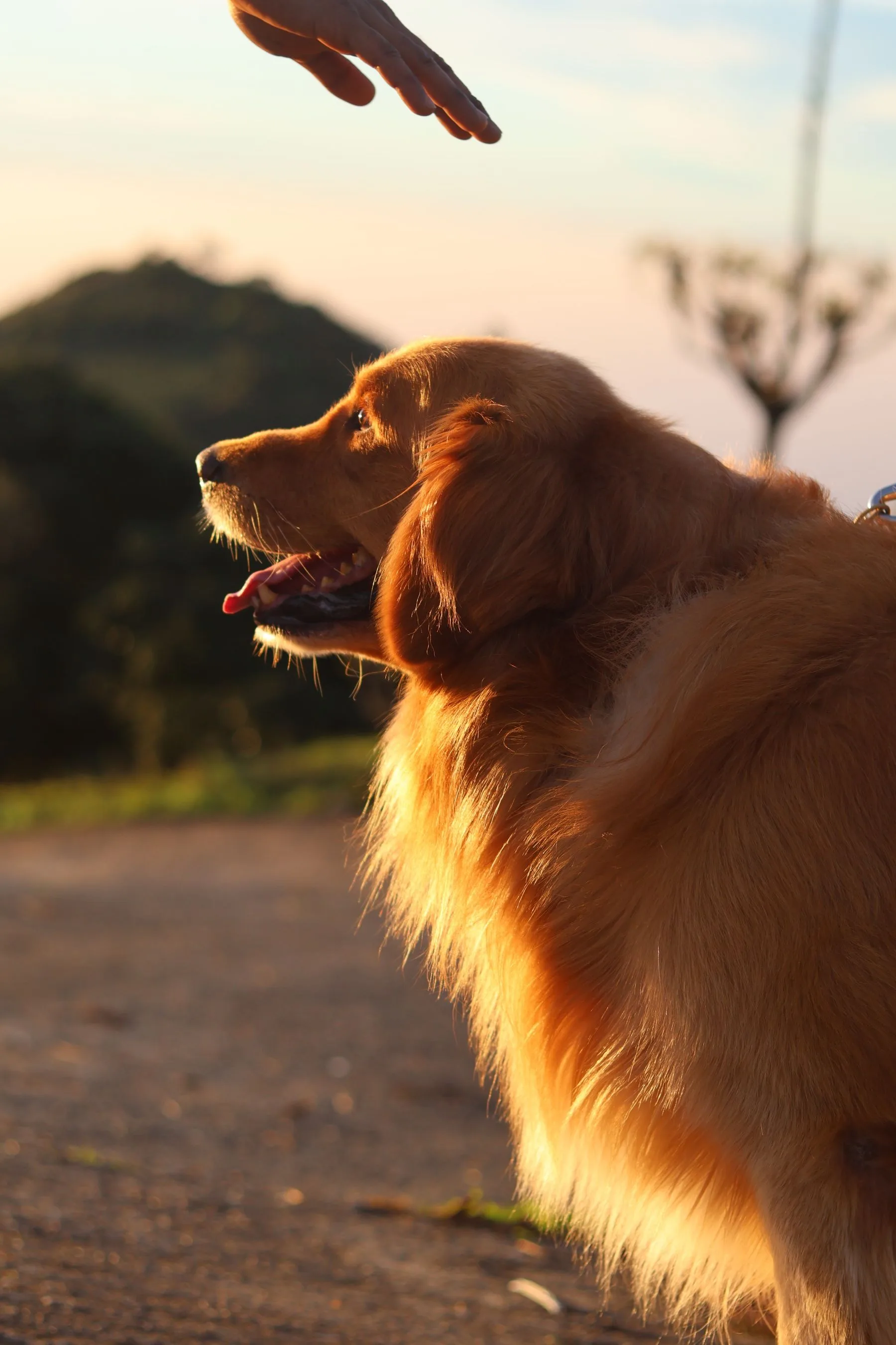 Golden Retriever outdoors in warm evening light