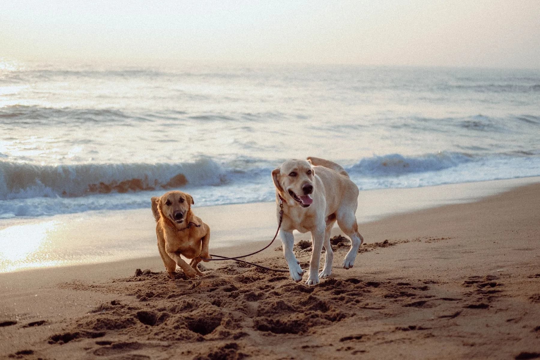 Two Labrador Retrievers on Puducherry beach at sunrise